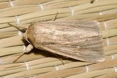 Mythimna congrua