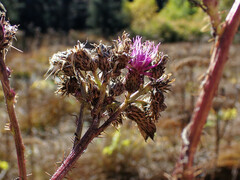 Cirsium palustre