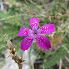 Dianthus deltoides