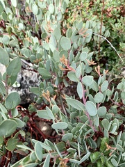 Arctostaphylos viscida pulchella