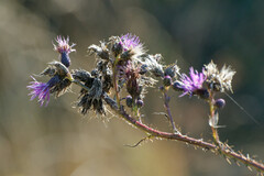 Cirsium palustre
