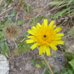 Hypochaeris radicata