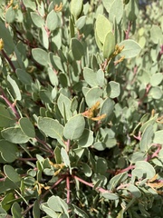 Arctostaphylos viscida pulchella