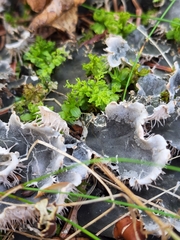 Peltigera canina