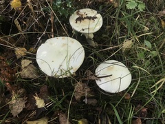 Leucoagaricus leucothites