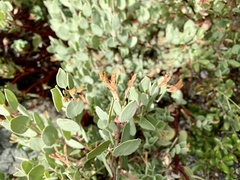 Arctostaphylos viscida pulchella