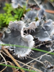 Peltigera canina