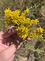 Solidago nemoralis