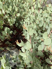 Arctostaphylos viscida pulchella