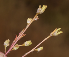 Portulaca halimoides