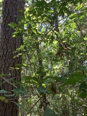 Quercus