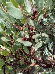Arctostaphylos viscida pulchella