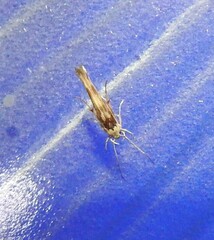 Stathmopoda