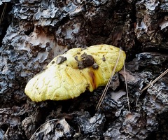 Buchwaldoboletus sphaerocephalus