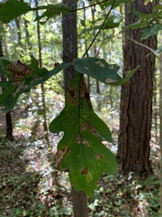 Quercus