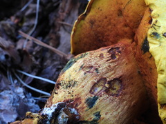 Buchwaldoboletus sphaerocephalus