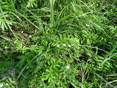 Stellaria graminea