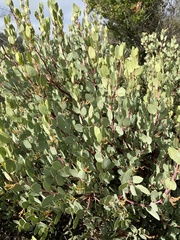 Arctostaphylos viscida pulchella