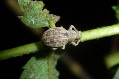 Strophosoma capitatum