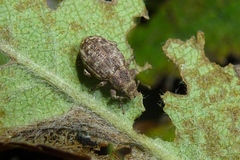 Strophosoma capitatum