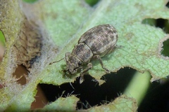Strophosoma capitatum