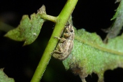 Strophosoma capitatum