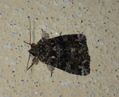 Callopistria latreillei