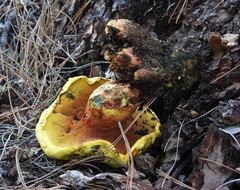 Buchwaldoboletus sphaerocephalus