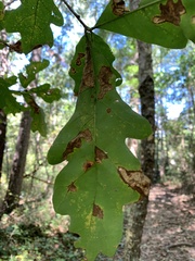 Quercus