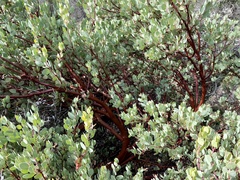 Arctostaphylos viscida pulchella