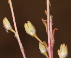 Portulaca halimoides