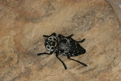 Capnodis cariosa