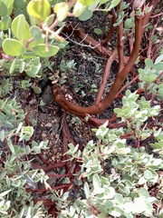 Arctostaphylos viscida pulchella