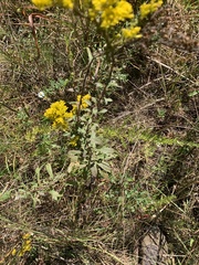 Solidago nemoralis