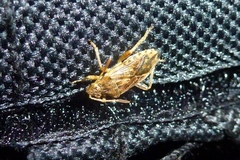 Stictopleurus abutilon