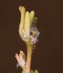 Portulaca halimoides