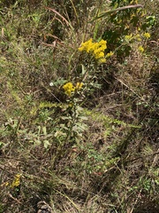 Solidago nemoralis
