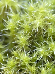 Racomitrium canescens
