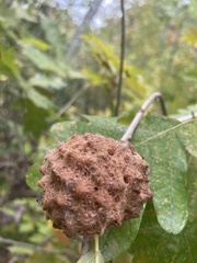 Callirhytis seminator