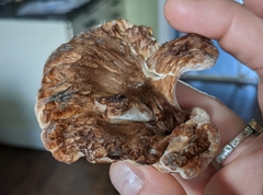 Bondarzewia occidentalis