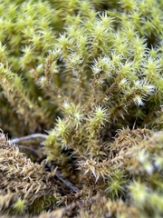 Racomitrium canescens