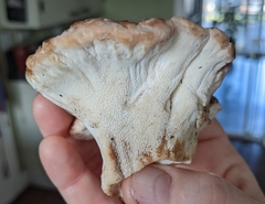 Bondarzewia occidentalis