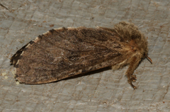 Oncopera rufobrunnea