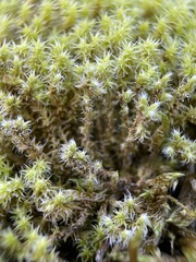 Racomitrium canescens