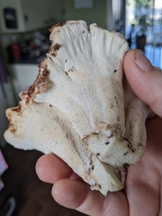 Bondarzewia occidentalis