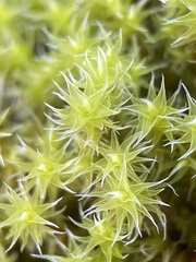 Racomitrium canescens