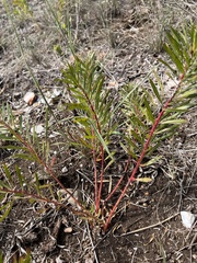 Stillingia texana