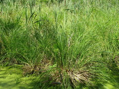 Carex paniculata