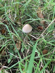 Psathyrella longipes