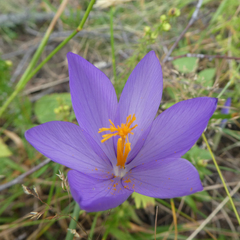 Crocus nudiflorus